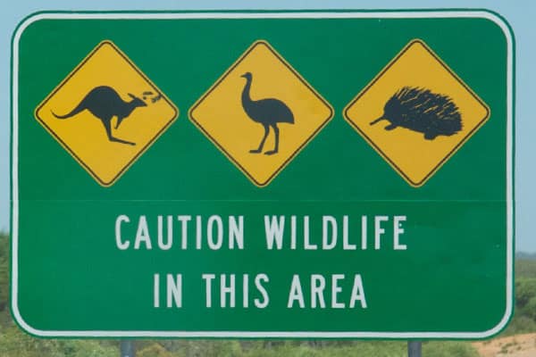 kangaroo sign