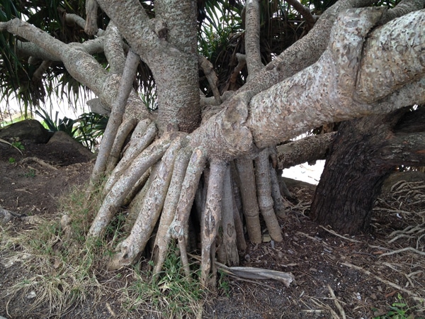 Pandamus tree, Australia