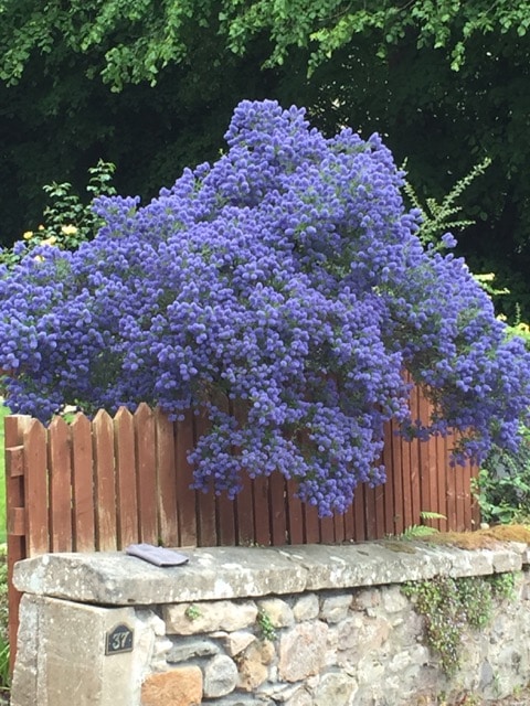 blue-flowers