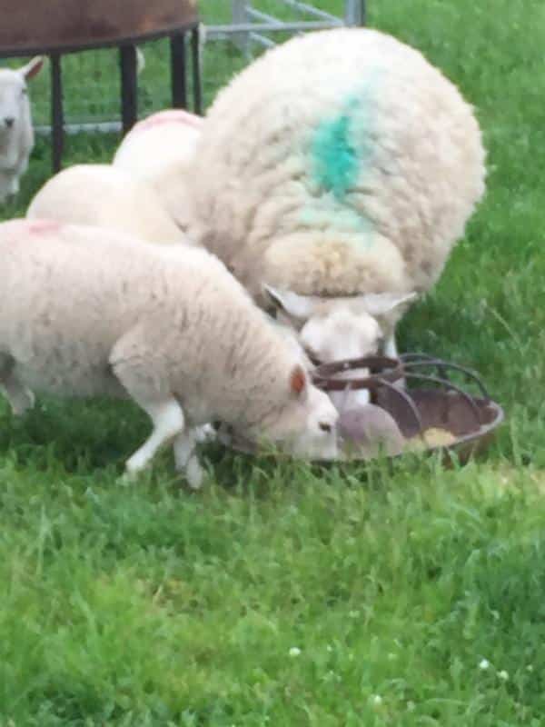 feeding-sheep