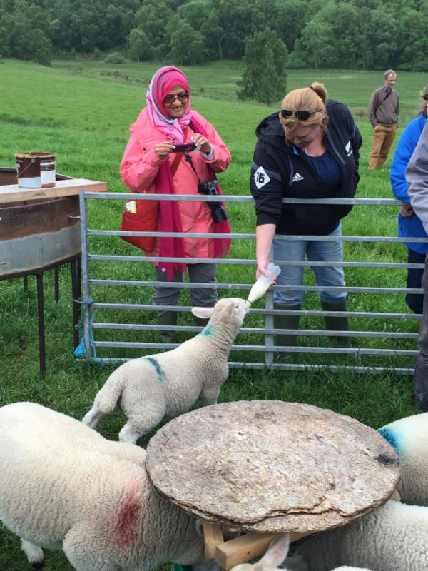 larae-feeding-lamb