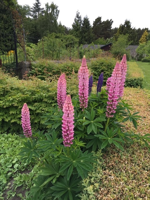 lupins