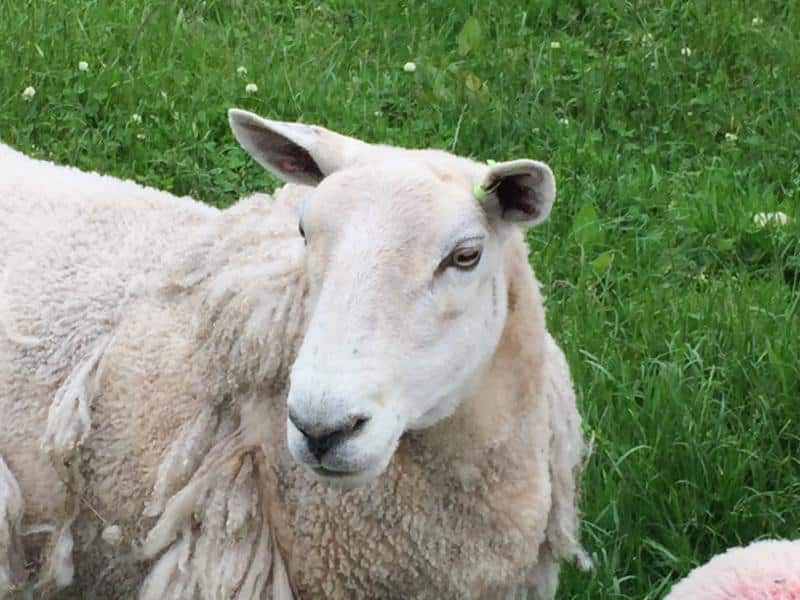 sheep-close-up