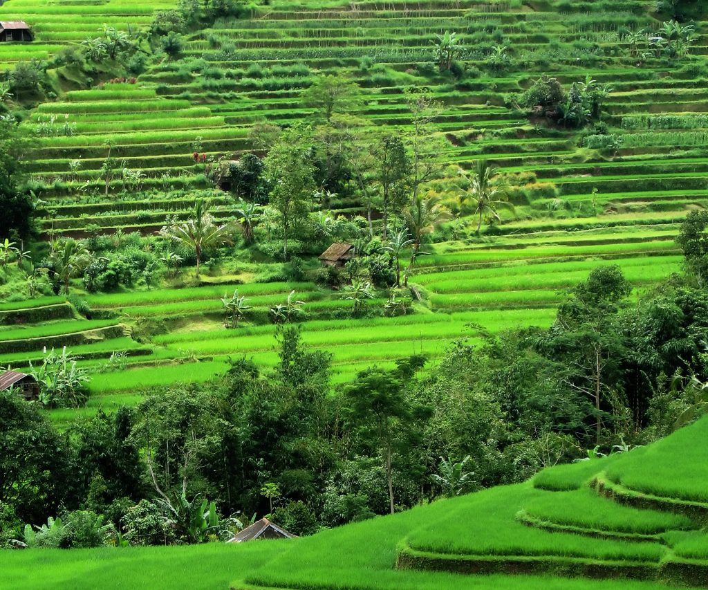 rice-terraces-cropped-bali-laura-davis