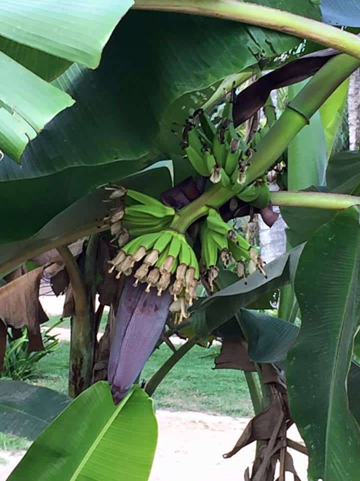 banana-flowers