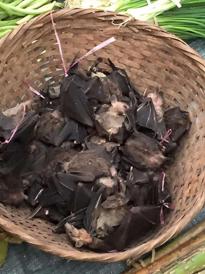 bats