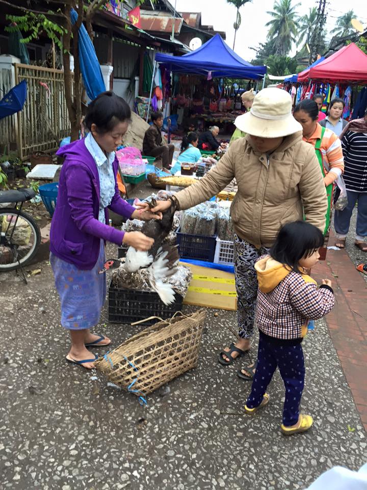 bird-into-basket