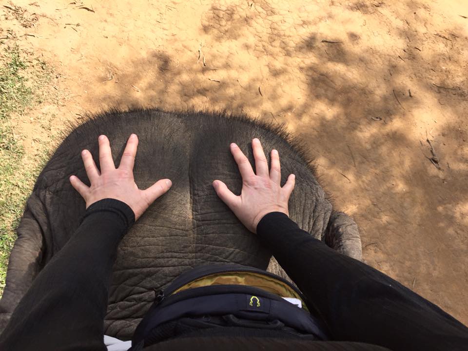 elephant-eye-view