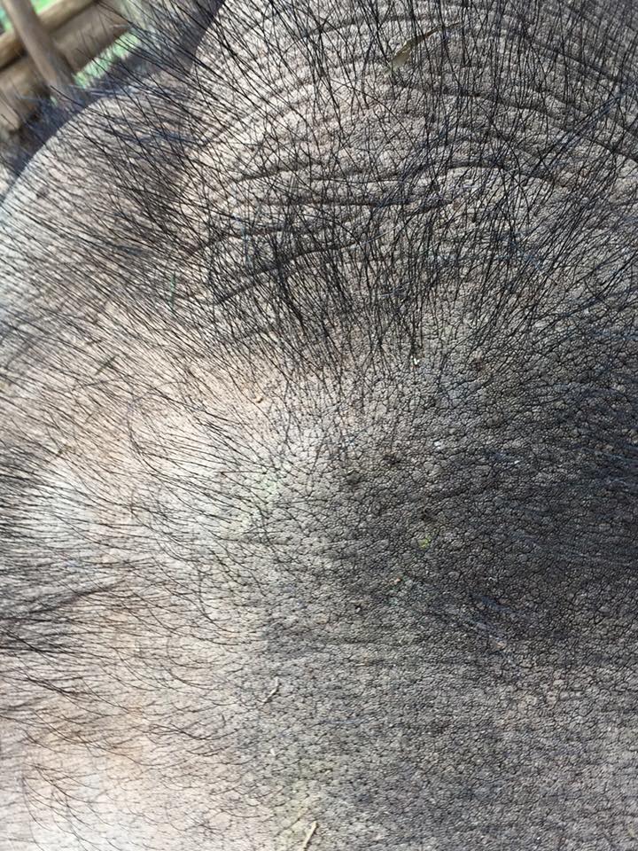 elephant-hair