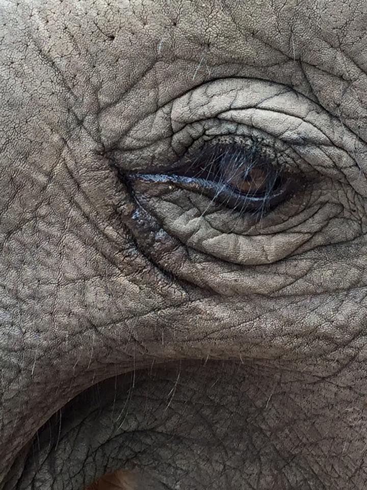 eye-lephant