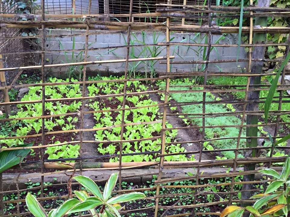 House garden