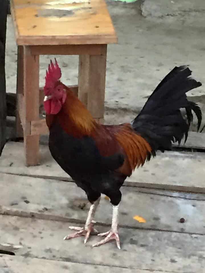 The king rooster