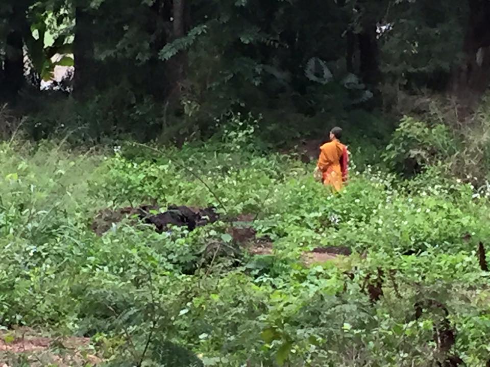 A monk in the wood