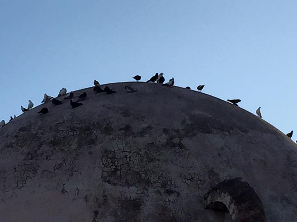 laura-davis-greece-chania-pigeons