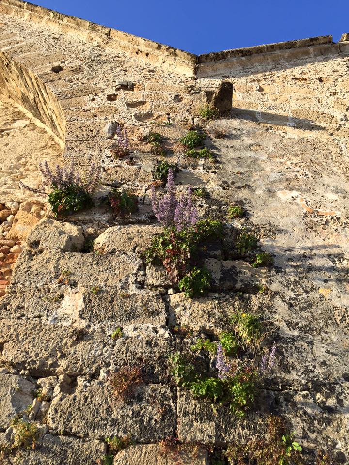 laura-davis-greece-chania-wall-floweers-closer