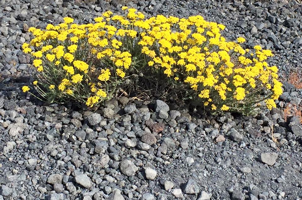 laura-davis-greece-persistent-flowers