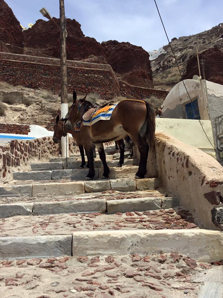 laura-davis-greece-santorini-donkeys