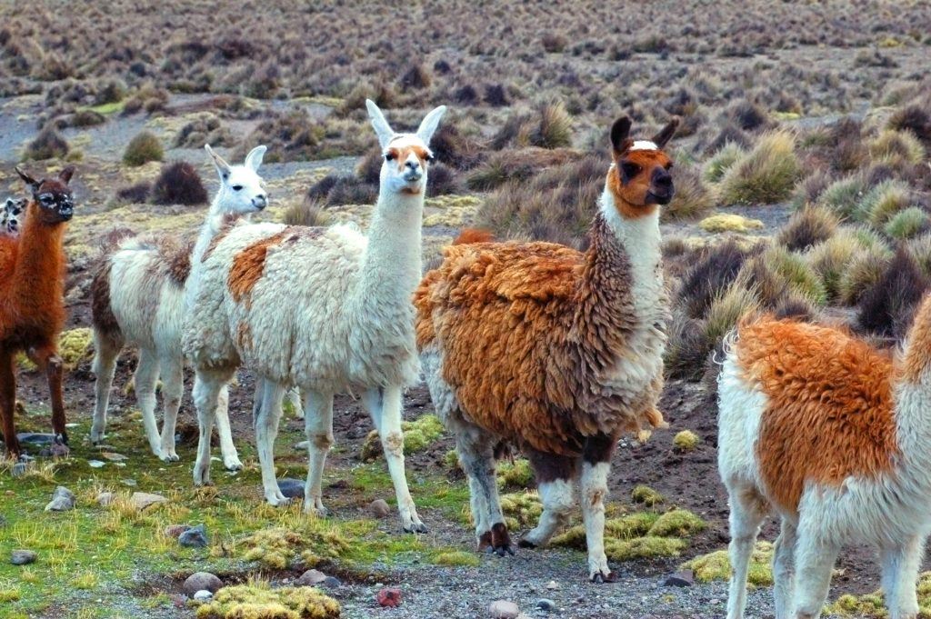 South American Llamas