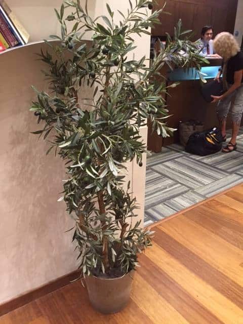 laura-davis-greece-olive-tree-foyer