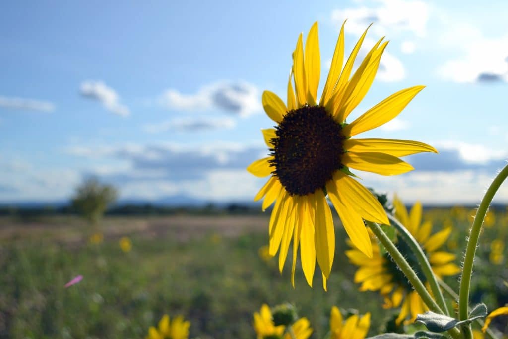 Sunflower in Tuscany