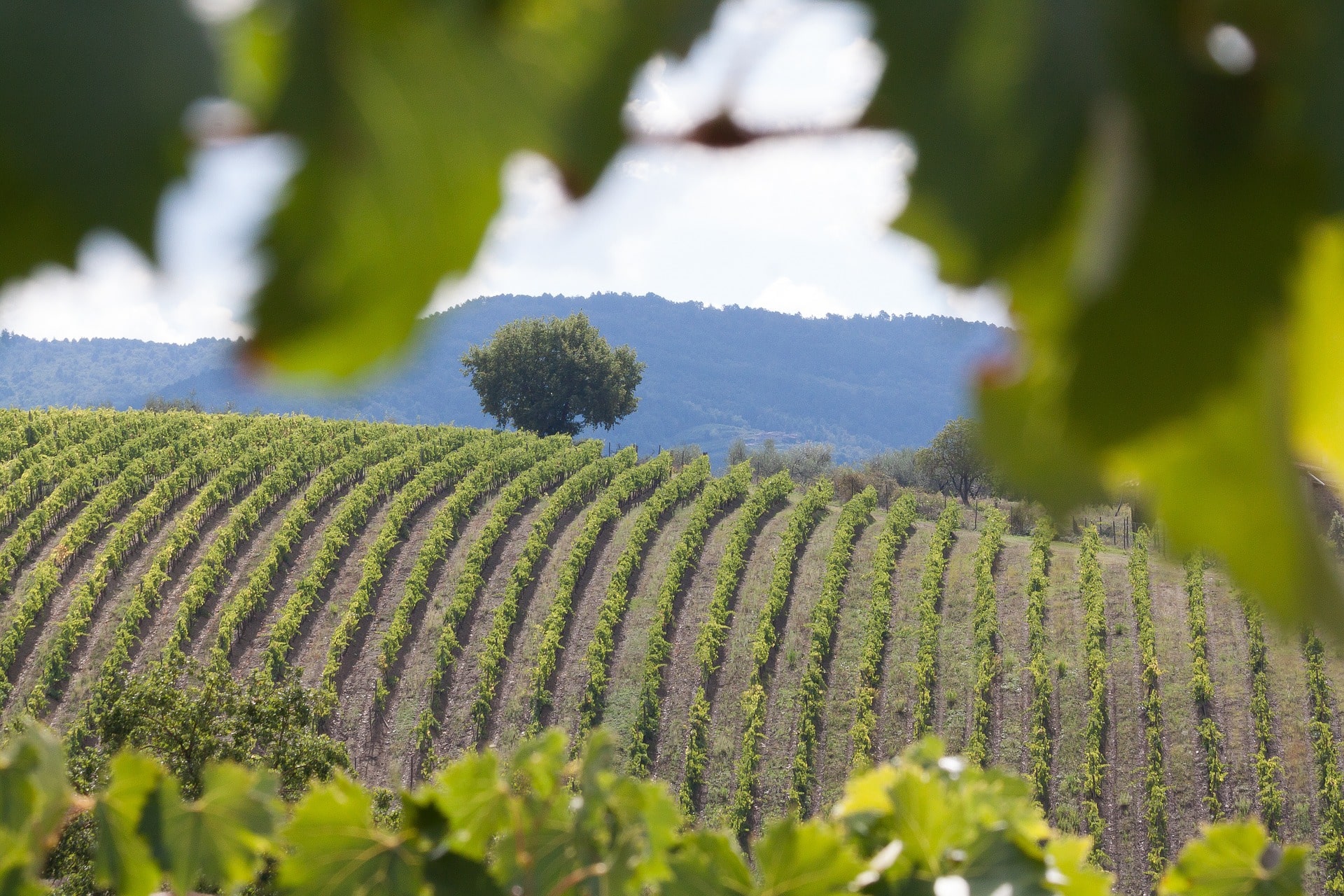 Vineyard in Tuscany