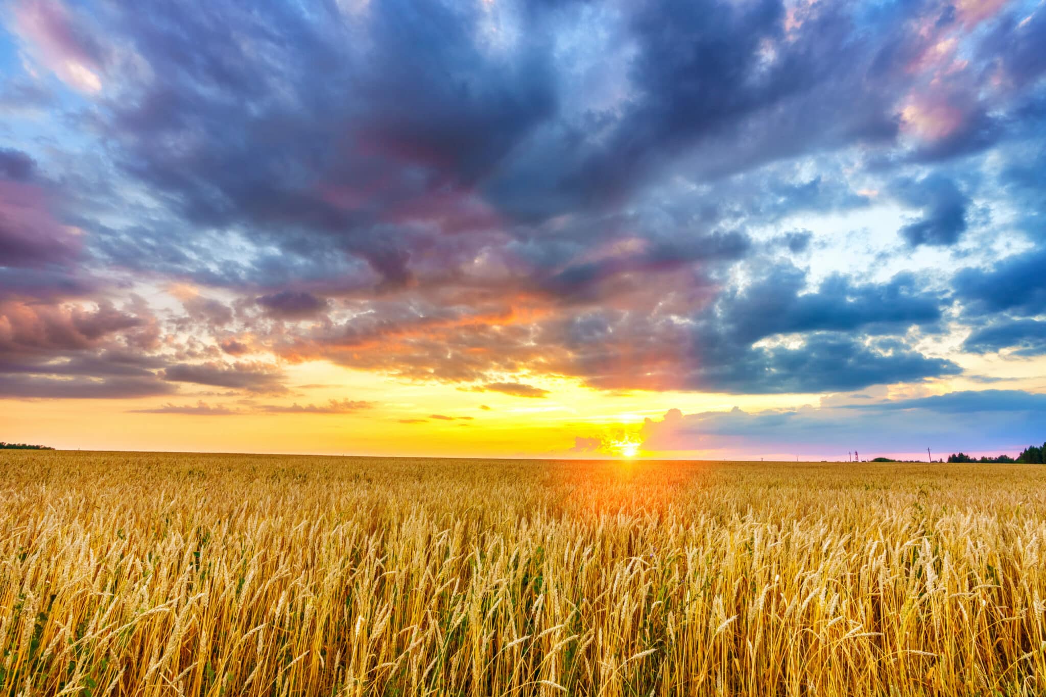 Sunset Above The Wheat Field - Laura Davis