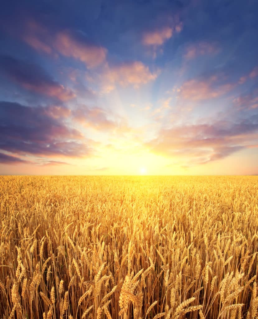 Ripening wheat field and sunrise sky as background Ripening wheat field and sunrise sky as background