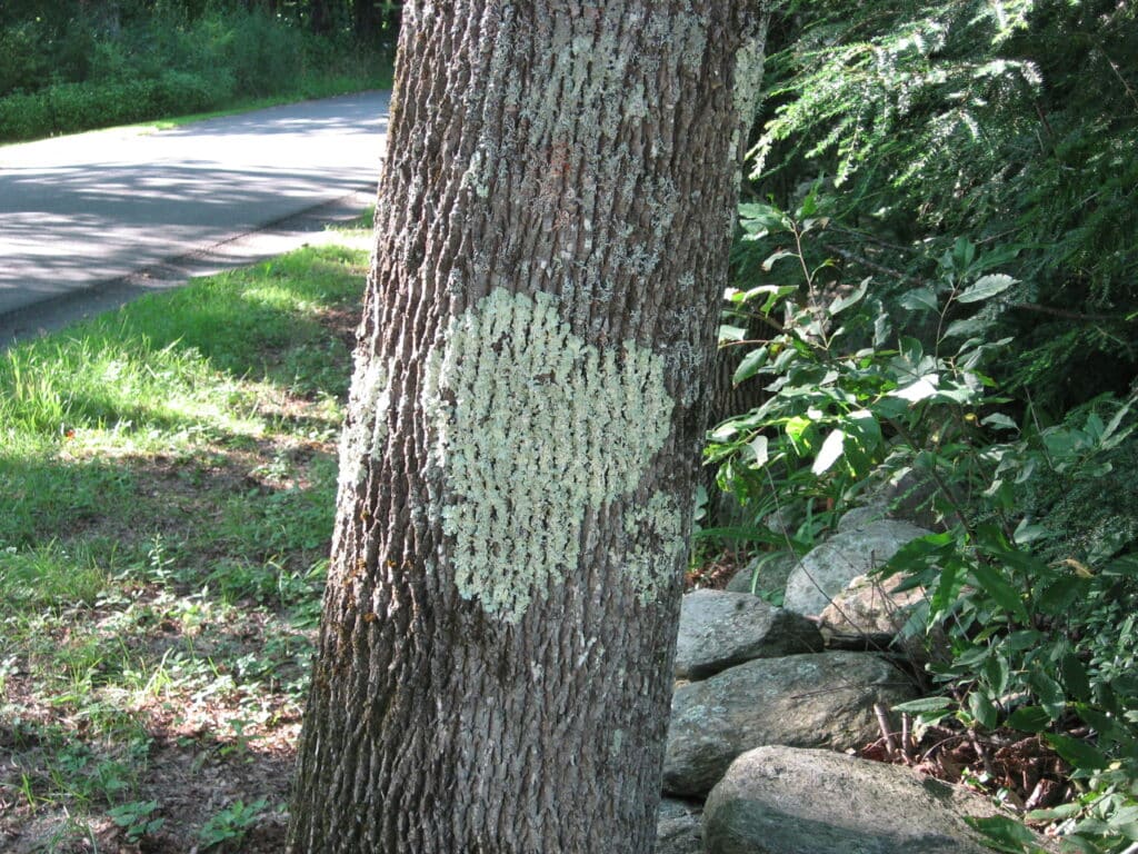 Heart moss on tree Heart moss on tree
