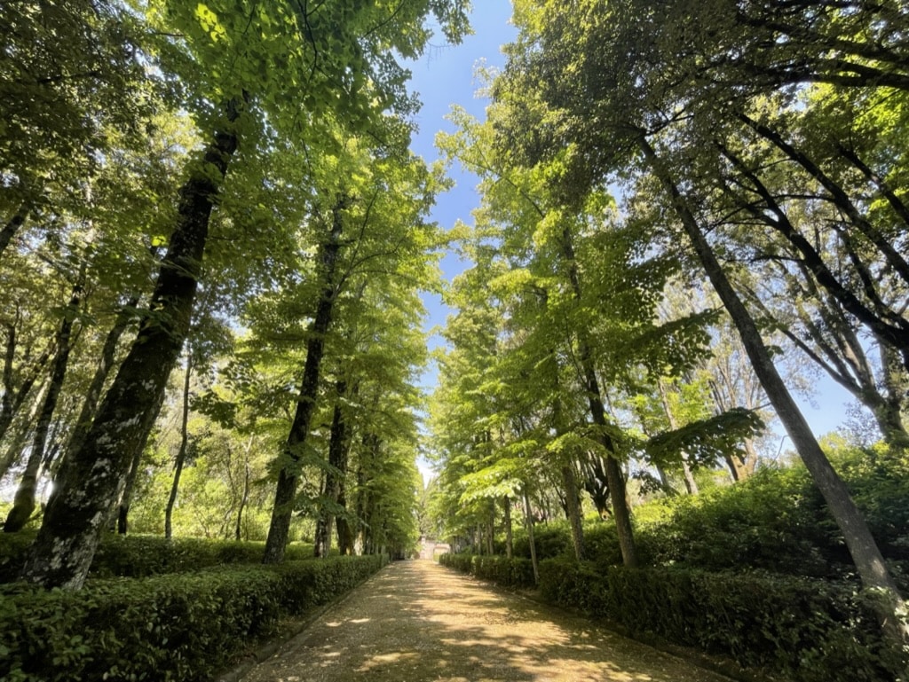 Trees at the Villa