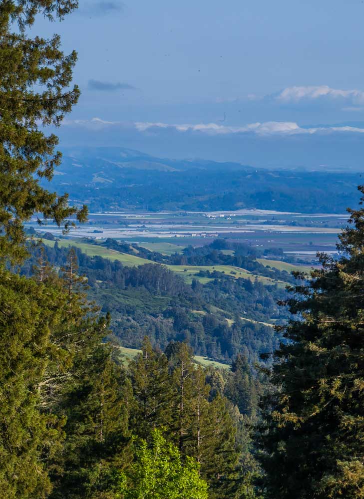 View of the Redwoods at Mount Madonna