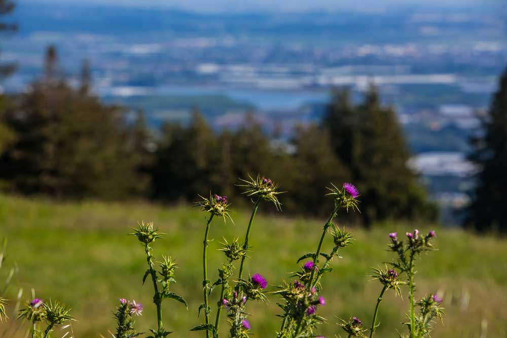 Thistle Blooms at Mount Madonna, Watsonville, California