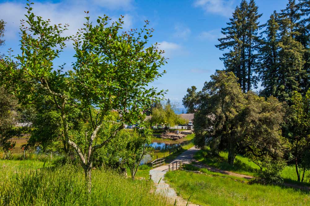 Trees at the Lake at Mount Madonna. Watsonville, California