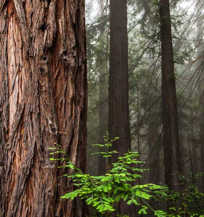 Redwoods at Mount Madonna