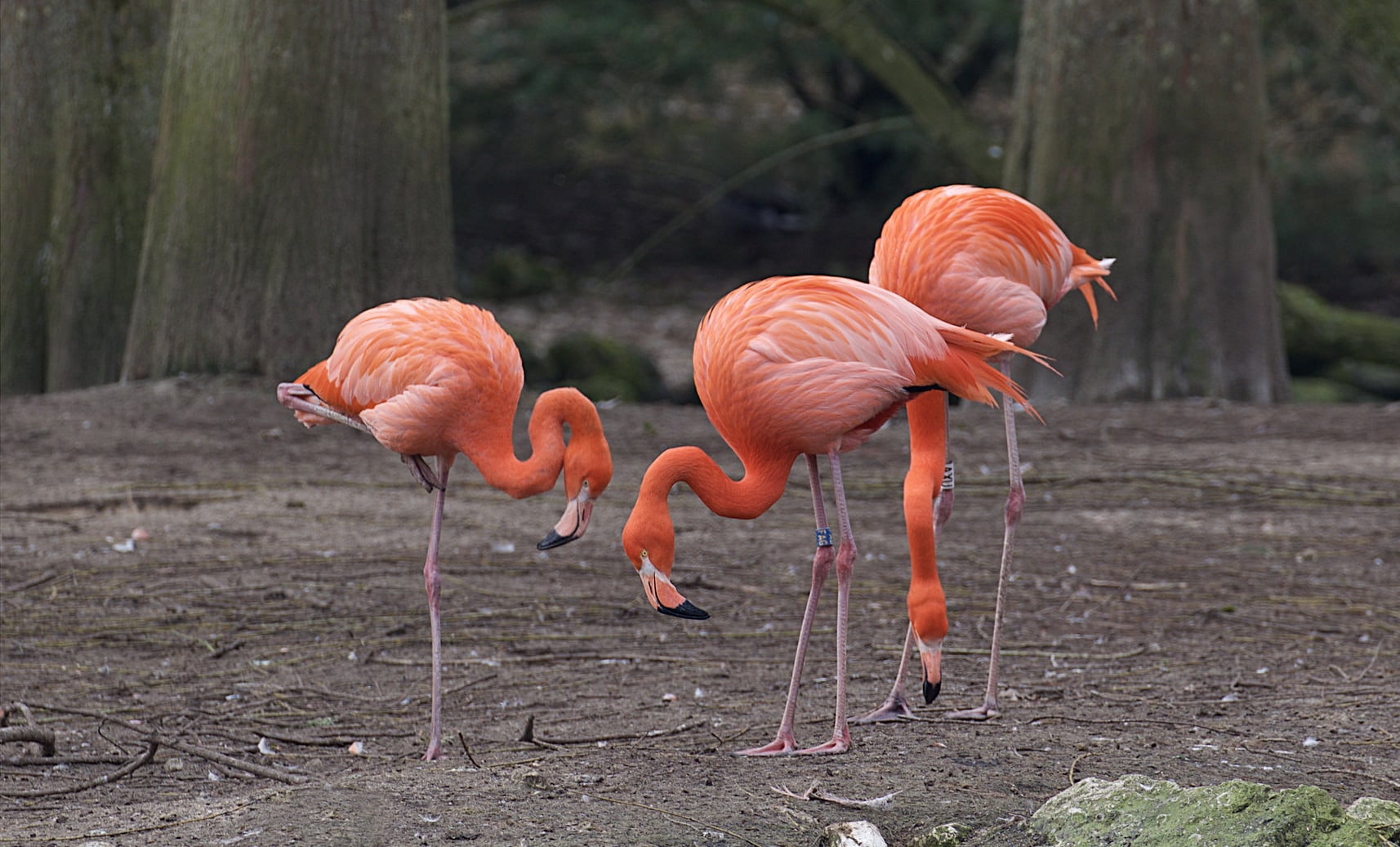 40294771534_f3c6c16ee3_k_photo by Michel Bazzicalupo Flamingos in Cuba | Photo by Michel Bazzicalupo