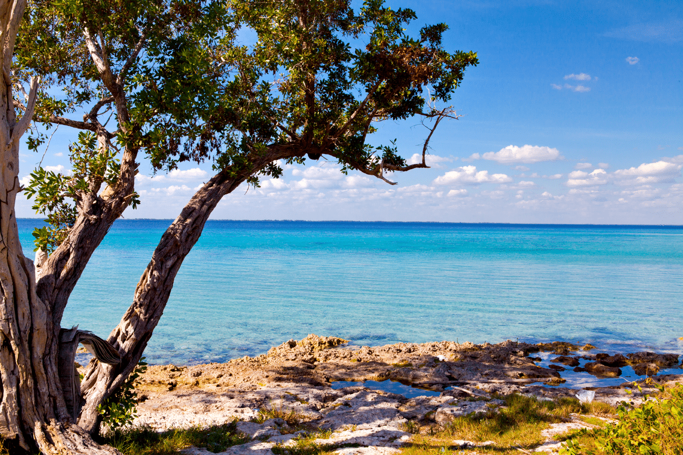 AdobeStock_139449923_small_bay-of-pigs-photo-by-Lena-Wurm Palm tree on the beautiful Playa Giron, Pigs Bay, Cuba
| Photo by Lena Wurm
