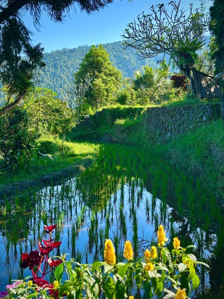 Puri Lumbung, our final hotel in west Bali. Photo by Laura Davis.