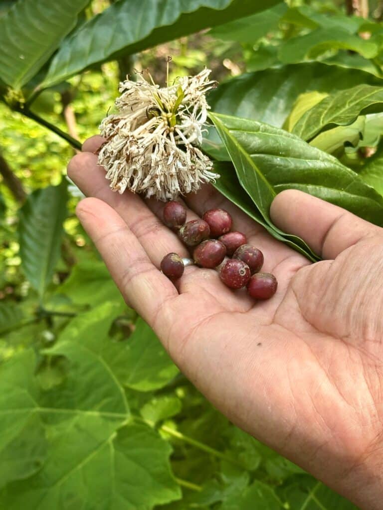 Arabica Coffee. Photo by Laura Davis.