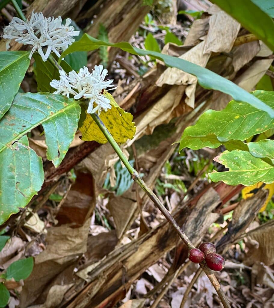Arabica coffee plant. Photo by Laura Davis.