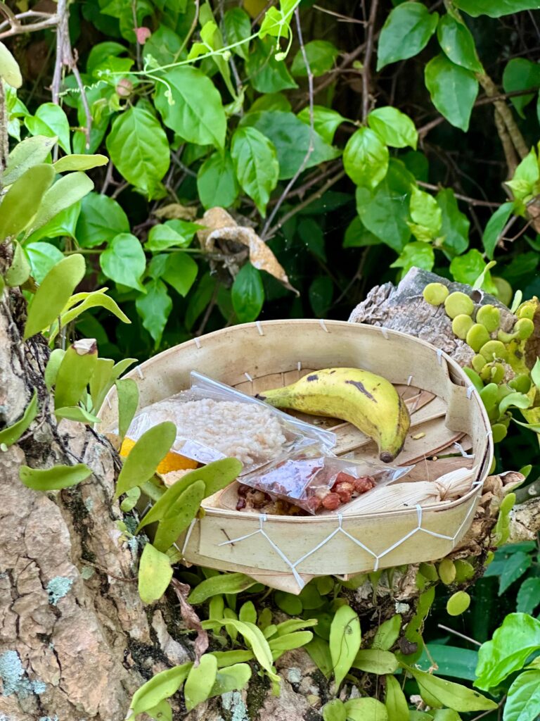 Offering tucked in a tree, photo by Laura Davis