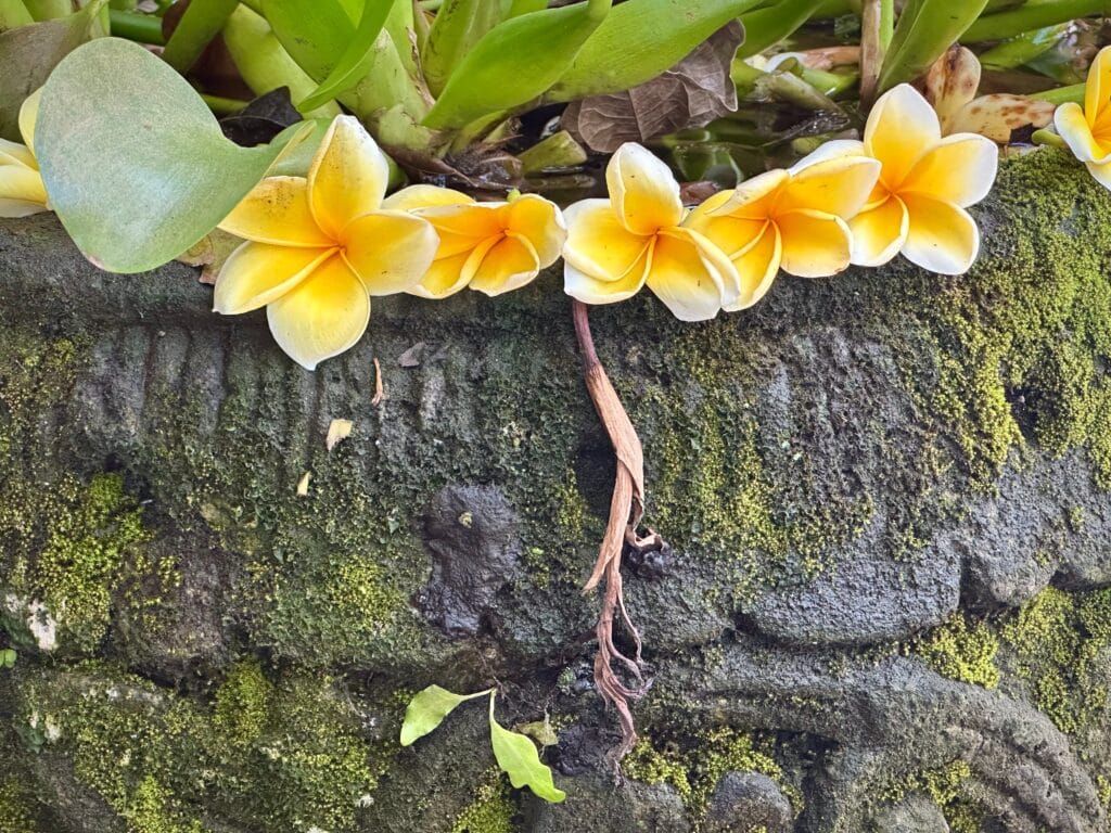Beauty. Photo by Laura Davis.