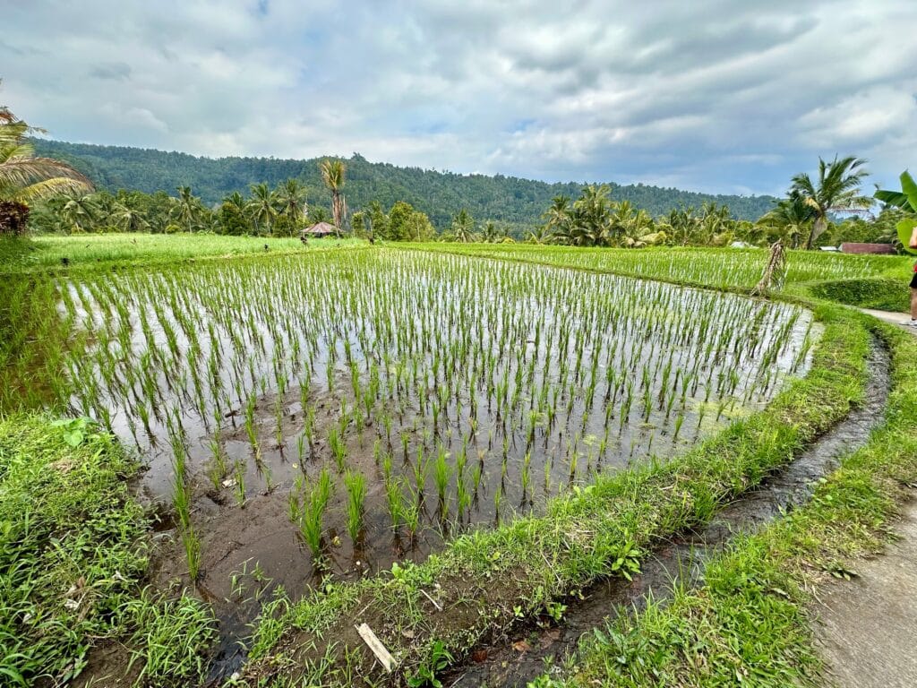 Rice field. Photo by Laura Davis.