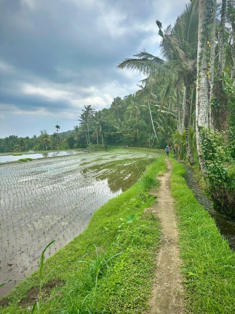 Munduk rice field. Photo by Laura Davis.