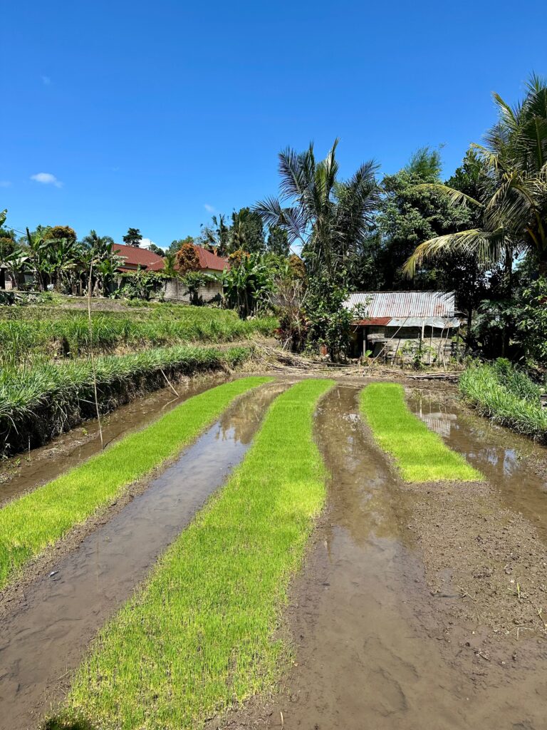 Gus’s field, newly planted with rice