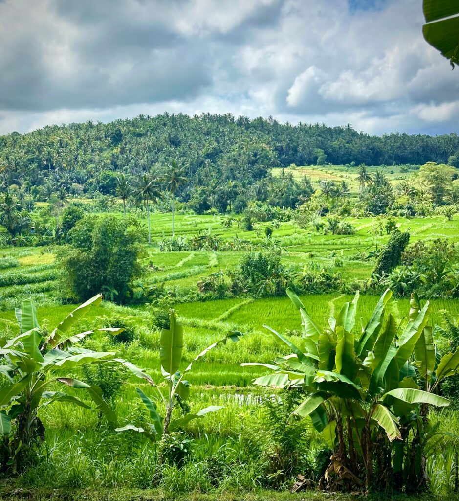 Bugbug Rice Field, Bali, photo by Laura Davis