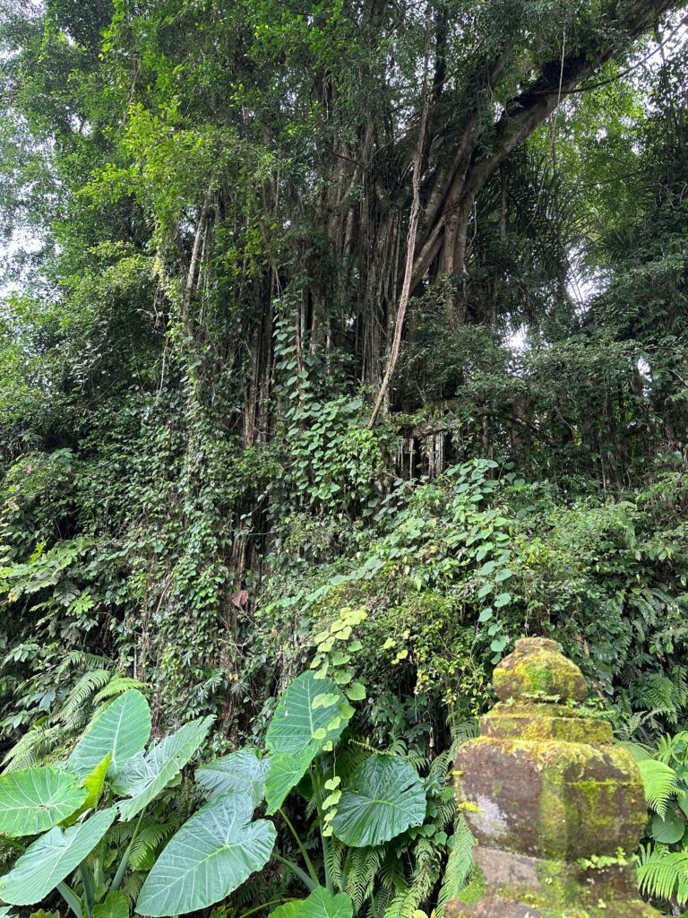 Banyan tree, photo by Laura Davis