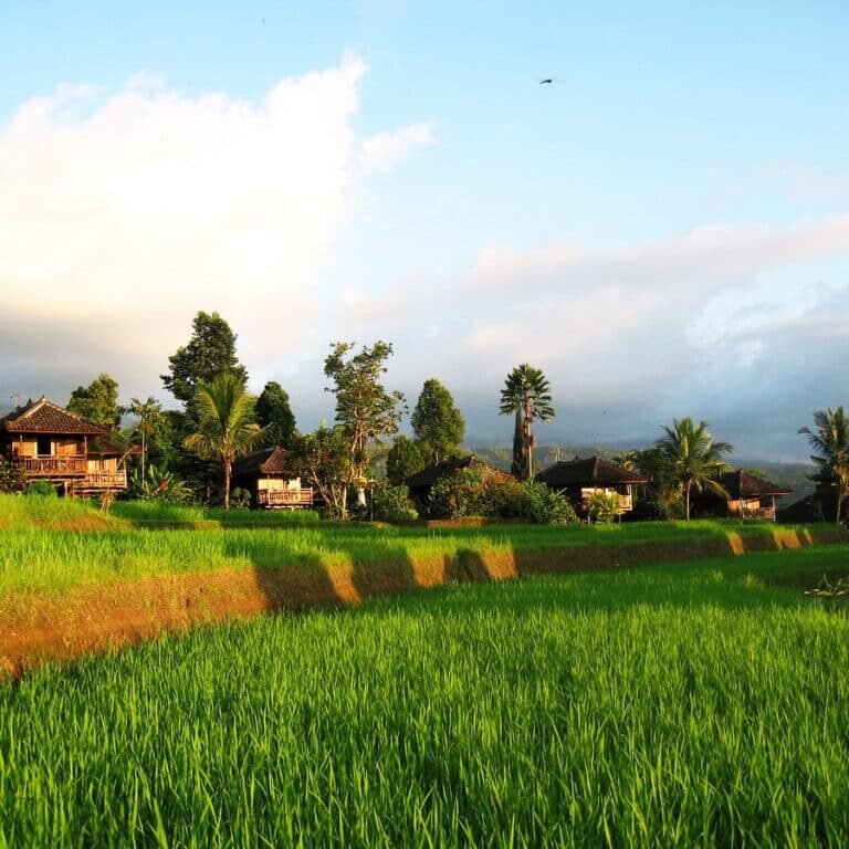 puri-lumbung-cottages-rice-paddies-view