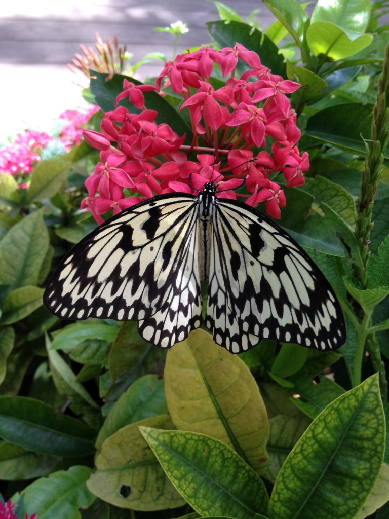 Chagi Airport, Shanghai - Butterfly Garden